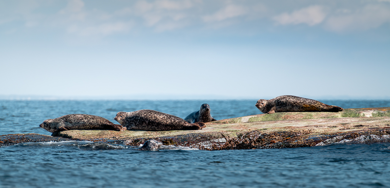 Båttur på vinteren i Vestfold